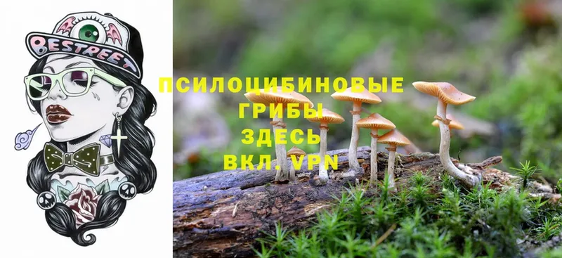 закладки  Опочка  Галлюциногенные грибы Magic Shrooms 